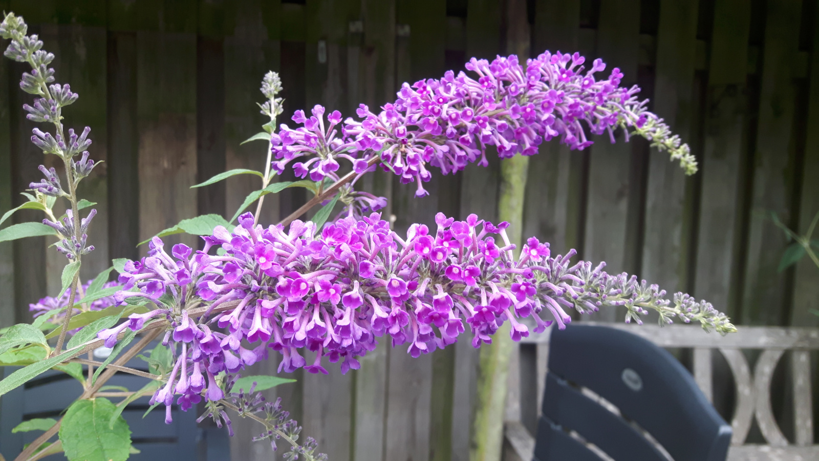Buddleja Argus velvet