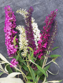 Buddleja dav. Tricolor