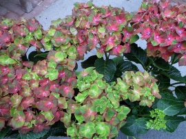 Hydrangea macr. Schloss Wackerbarth (H143)