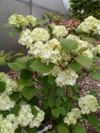 Viburnum plicatum Rotundifolium C3