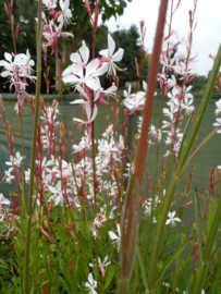 Gaura lind. 'Whirling Butterflies'