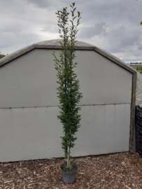 Carpinus betulus fastigiata  (zuilbeuk) ong. 250cm  +