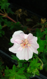 Geranium Dreamland  p9