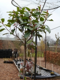Photinia fras. carre rouge  op stam (ong. 175 cm.)