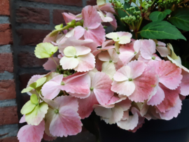 Nieuw!! Hydrangea French bolero (3/4 liter pot)