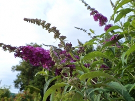 Buddleja Buzz Pink Purple