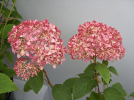 Hydrangea arb. Magical Pinkerbell