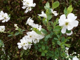 Exochorda macr. the bride