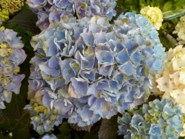 Hydrangea macr. Xian (H14)