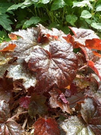 Heuchera micrantha `Palace Purple` (purperklokje) p9