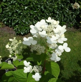 Hydrangea pan. Early Sensation  (H100)