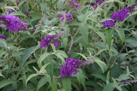 Buddleja Buzz Pink Purple