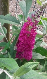 Buddleja Miss Ruby