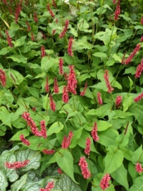 Persicaria amplex. speciosa (duizendknoop) p9