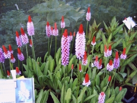 Primula viallii (sleutelbloem)