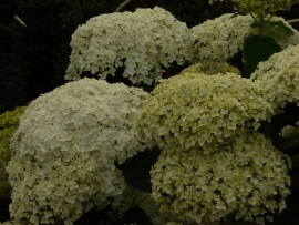 Hydrangea arb. annabelle (H20)