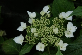 Hydrangea macr. Lanarth white (H2)