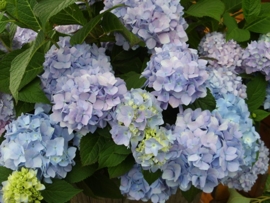 Hydrangea macr. Bailmer  (H104)