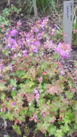 Geranium cant. Cambridge