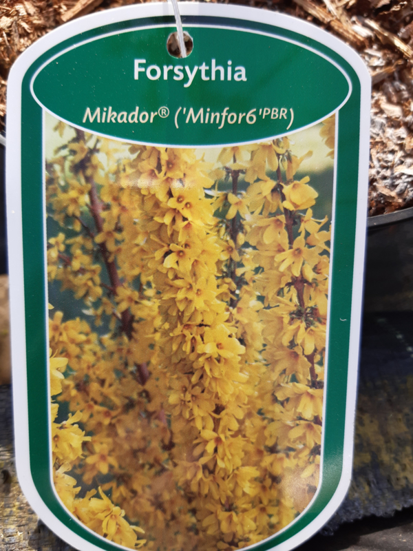 Forsythia intermedia goldrusch c3