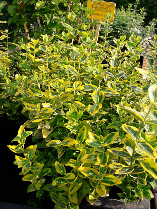 Euonymus fort. 'Emerald 'n' Gold' p9