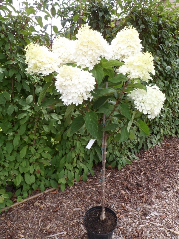 deze Rommelig wraak Hydrangea pan. Phantom (H4) op stam | Hydrangea paniculata (pluimhortensia)  | `t Veld Tuinplanten