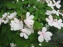 Viburnum Plicatum pink beauty c5