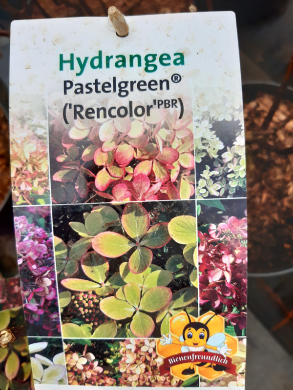Hydrangea pan. Pastelgreen C6