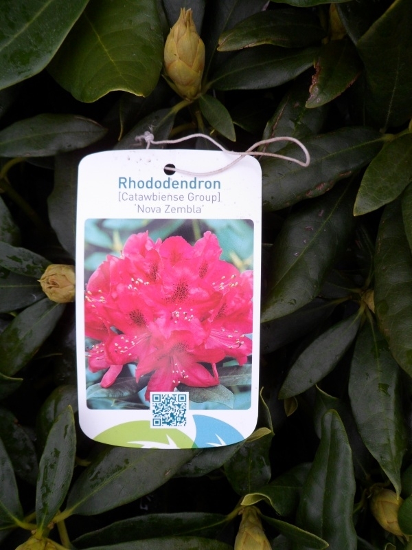 Rhododendron hybr. Nova Zembla  (rood) C5