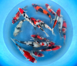 Hirasawa Marusei 28-35cm