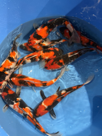 Hirasawa Marusei  32-37 cm