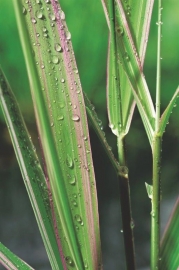 Phalaris Arundinacea 'Picta' / Rietgras / Pot 9x9cm