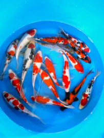 Hirasawa Marusei 22-27cm