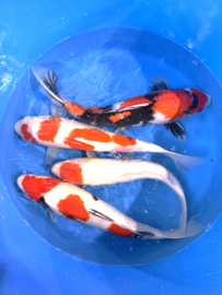 Hirasawa Marusei 45-55cm