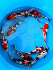 Hirasawa Marusei 27-32cm