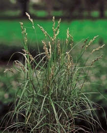 Carex Muskingumensis /  Palmzegge  / Kant en klare mand 18x18cm