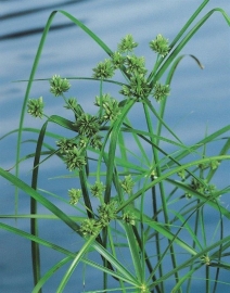 Cyperus Alternifolius / Parapluplant / Pot 9x9cm