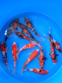 Hirasawa Marusei 27-32cm