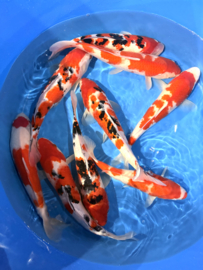 Hirasawa Marusei  32-37 cm