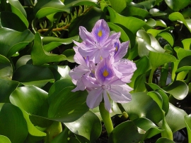 Eichhornia Crassipes / Waterhyacint / XL Beker
