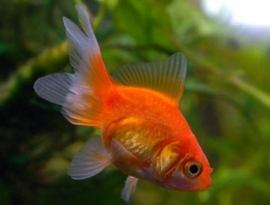 Sluierstaart vele kleurslagen