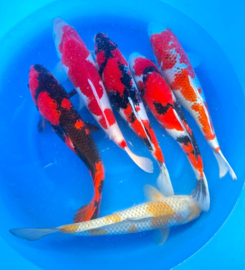 Hirasawa Marusei 45-55cm