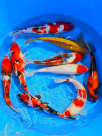 Hirasawa Marusei  32-40 cm