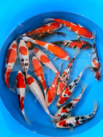 Hirasawa Marusei 22-27cm