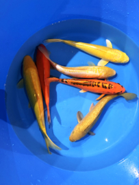 Hirasawa Marusei  32-37 cm