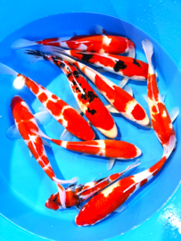 Hirasawa Marusei  32-40 cm