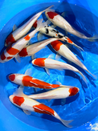 Hirasawa Marusei 29-34cm