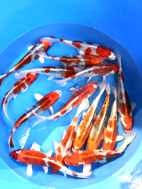 Hirasawa Marusei 24-28cm