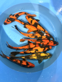 Hirasawa Marusei  32-37 cm