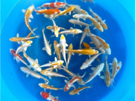 Yamasan 12-15cm  hariwake / yamabuki / platinum mix